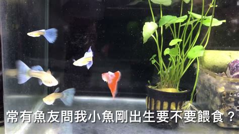 混養魚|孔雀魚和什麼魚混養 十種適合和孔雀魚混養的魚介紹